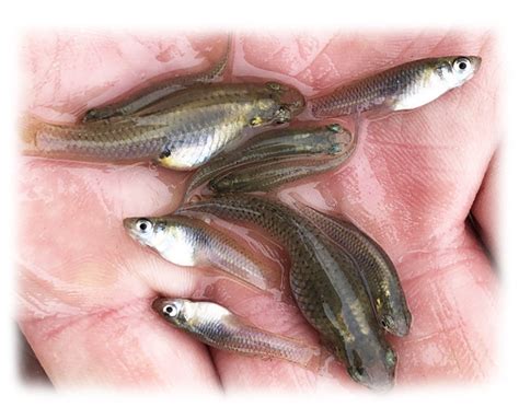 Mosquitofish Minnow – Gambusia Info – ALABAMA FISH AND POND