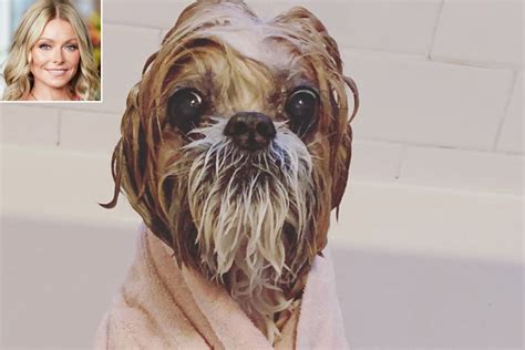 Kelly Ripa Shares Pic of Dog Chewie After Bath