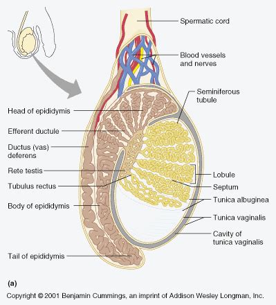 Testes| Interactive Health