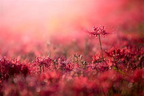 Red cluster flower, plants, flowers, red flowers, bokeh HD wallpaper ...