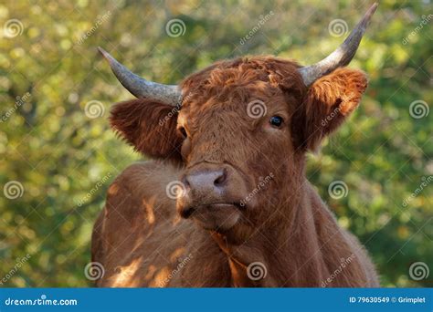 Cow portrait stock image. Image of field, beef, organic - 79630549