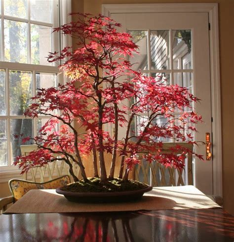 Pin by Becky on House Plants | Bonsai tree, Maple bonsai, Bonsai