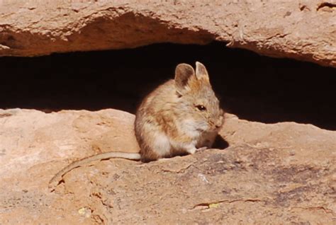 ID question rodent Andes in S Peru - Mammal Watching