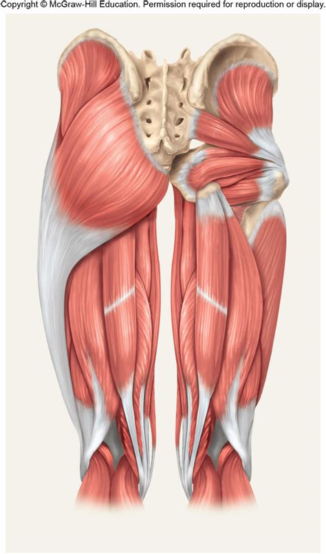 Posterior Thigh Muscle Labeling Diagram | Quizlet