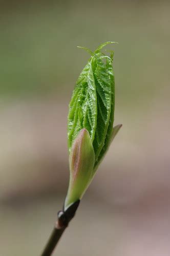 Striped maple leaves | I like how these look so newborn befo… | Flickr