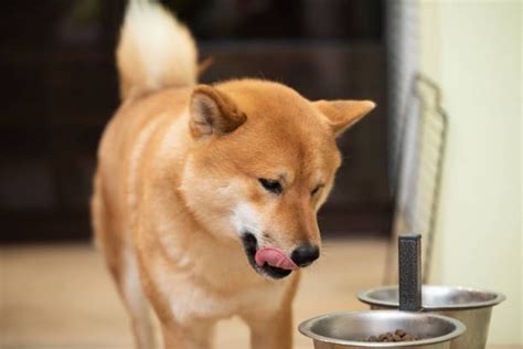 Shiba Inu Feeding Guide (Quantity, Frequency, Schedule & More)