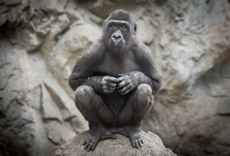 BUFFALO ZOO KICKS OFF "APE-RIL" WITH COMMUNITY SMALL ELECTRONICS RECYCLING INITIATIVE - Buffalo Zoo