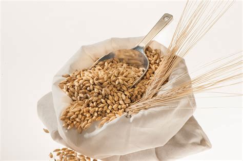 Barley - Aegic | Australian Export Grains Innovation Centre