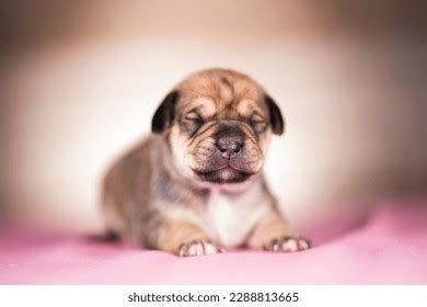 Cute Puppy Dog Sleeping Animals Concept Stock Photo 2288813665 | Shutterstock