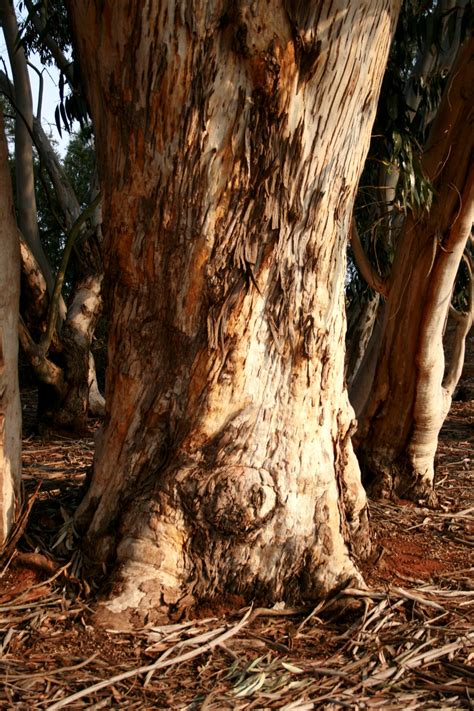 Eucalyptus Tree Trunk Free Stock Photo - Public Domain Pictures