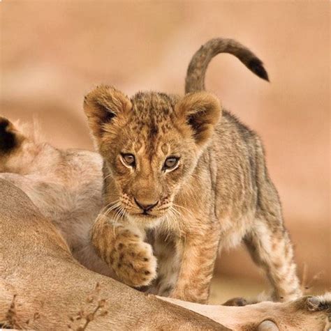 Little lion cubs are so darn cute. ️ | Animals beautiful, Wild cats, Lion cub