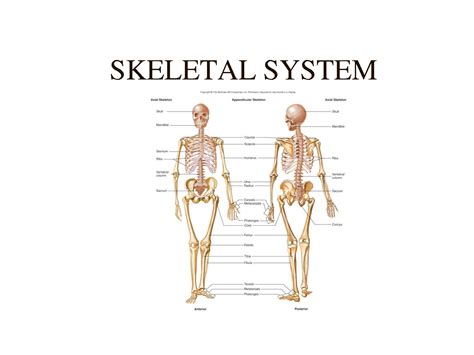 skeletal system functions - ModernHeal.com