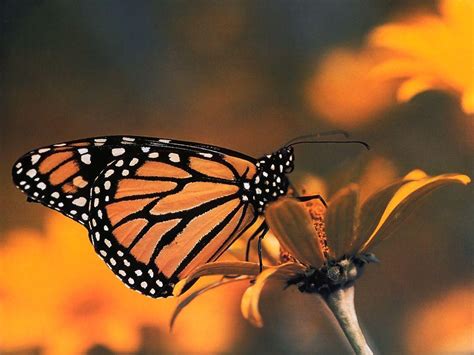 Monarch Butterfly Wallpapers - Wallpaper Cave