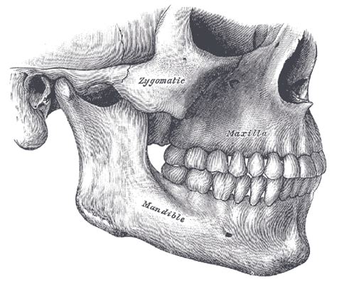 Why is my jaw shrinking? - Dr Chauvin