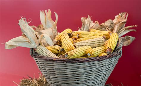 Corn cob in basket stock photo. Image of livestock, corn - 54140610