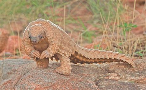 The Pangolin Trade Explained: Situation In Nigeria