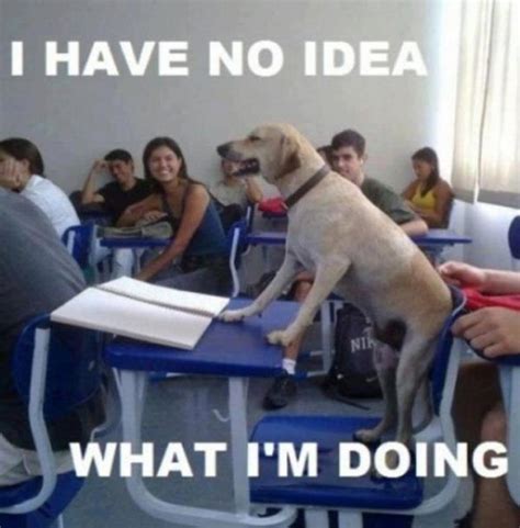 Funny Dog Homework Quotes. QuotesGram