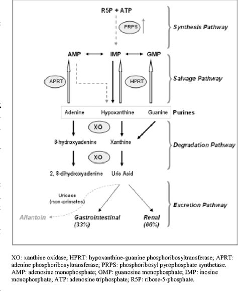 [PDF] Approach to the treatment of hyperuricemia. | Semantic Scholar