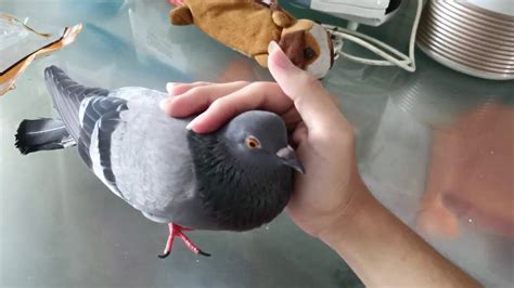 Pigeon Cooing Cuddling Sound - YouTube