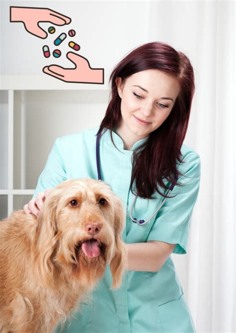 What Vet Bill Should I Expect For An Ear Infection?