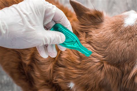 Flea Collars vs. Flea Spot Treatment | Allivet