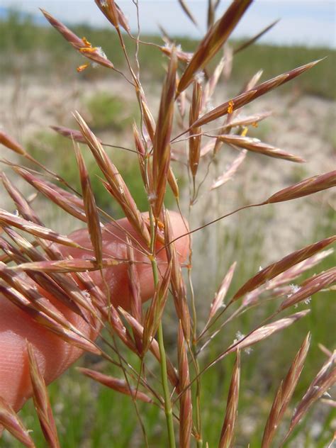 Bromus inermis - smooth brome | Flickr