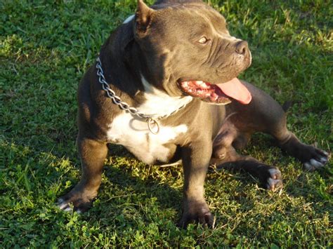 American Bully Puppies For Sale | Miami, FL #283441