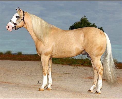 Pin by Melissa Testerman on Horses | Western pleasure horses, Palomino horse, Andalusian horse