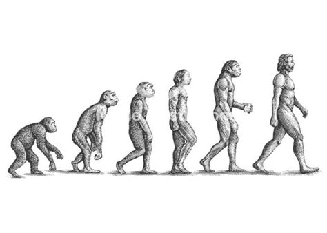 Steven Noble Illustrations: Human Evolution