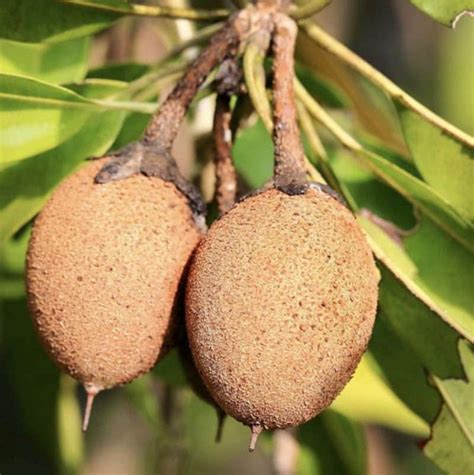 Grafted Sapodilla / zapote (manilkara zapota) tropical live fruit tree ...