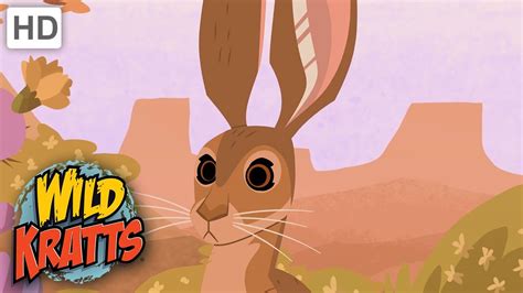 Wild Kratts | Kratts Find A Jack Rabbit | Creatures - YouTube