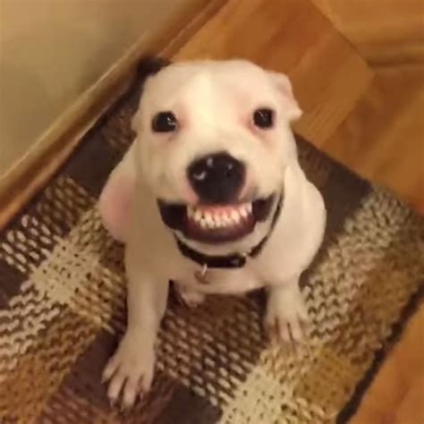 Dog Smiling On Cue Will Make Your Day | Smiling dogs, Do dogs smile, Dog with braces