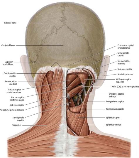 Anatomy Of Back Of Neck Muscles - Human Cervical Model with Muscles ...