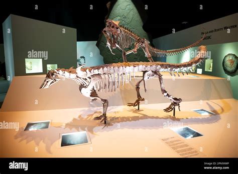 Houston, Texas - April 7, 2023: Dinosaur exhibits at the Houston Museum ...