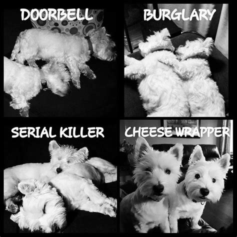 Pin by All Image Prints on Westies - Adorable and Cuddly | Westie dogs, Westie puppies, Westie ...