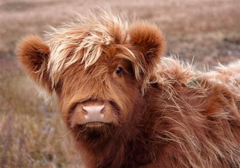 Baby Scottish Highland Cow By Haley Redshaw | ubicaciondepersonas.cdmx ...