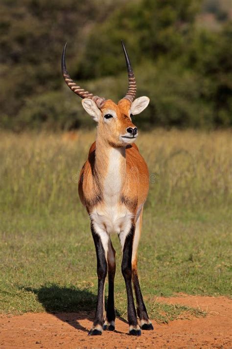 Red lechwe antelope stock photo. Image of game, environment - 48798286