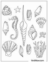 Free SHELL Coloring Pages For Download PDF sketch template