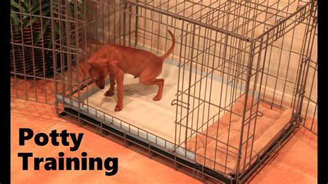 Do You Need A Crate To Potty Train A Puppy