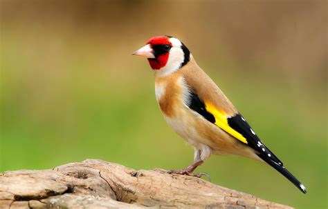 European Goldfinch from The Finch Farm | Common british birds, Goldfinch, Common garden birds