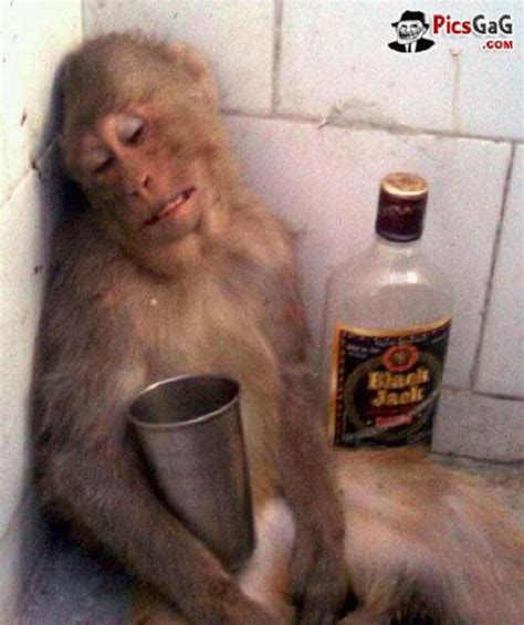 25 Craziest Drunk Animals