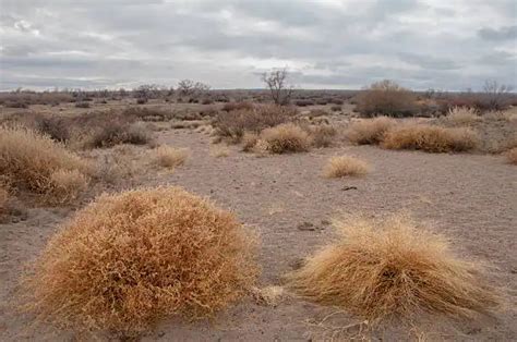 Desert Decomposers | 9 Examples of Decomposers & Types