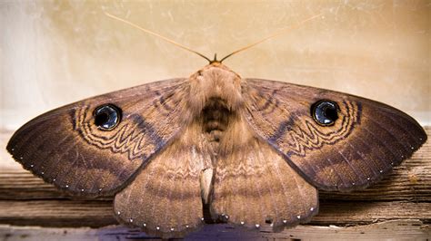 How to Manage a Moth Infestation - Eco Care Pest Management