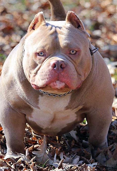 15 Top Pictures Exotic Bully Puppies For Sale Near Me / Gottiline Pitbull Puppy Breeders ...