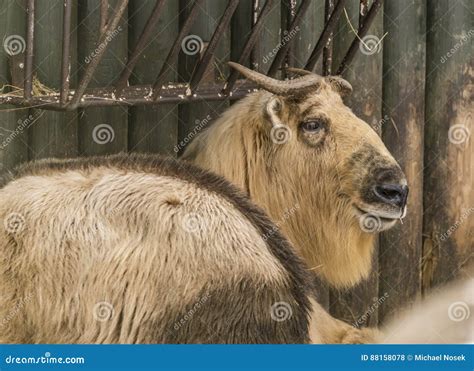 Golden Takin in ZOO Liberec in Winter Day Stock Photo - Image of city ...