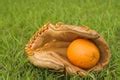Free Stock Photo 10989 Orange baseball | freeimageslive