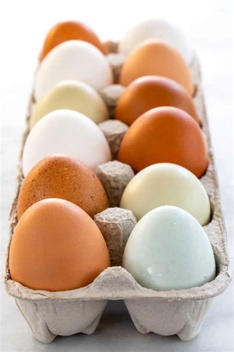 Types Of Eggs: 12 Different Edible Egg Varieties In India