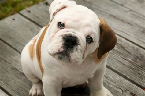 10 Best English Bulldog Dog Names