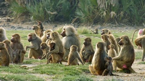 Baboons: Rules of the Troop - Love Nature