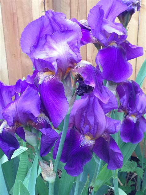 My Favorite color, in Iris! | My favorite color, Favorite color, Nature beauty